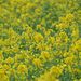 20060319_motherfarmboso_004